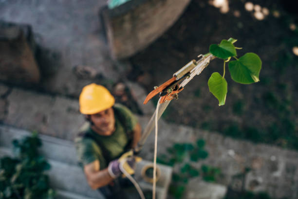 How Our Tree Care Process Works  in  Midway, NC