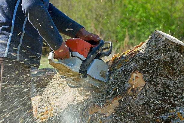 Best Tree and Shrub Care  in Midway, NC